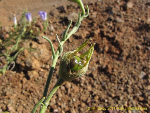 Imágen de Nolana sp. #2269 (). Haga un clic para aumentar parte de imágen.