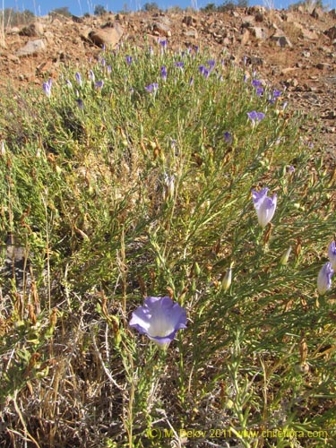 Imágen de Nolana sp. #2269 (). Haga un clic para aumentar parte de imágen.