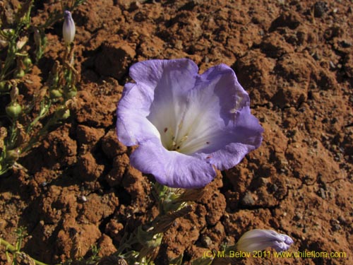 Bild von Nolana sp. #2269 (). Klicken Sie, um den Ausschnitt zu vergrössern.