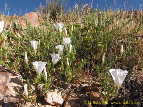 Imágen de Nolana sp. #2269 var white (). Haga un clic para aumentar parte de imágen.