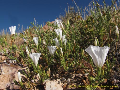 Bild von Nolana sp. #2269 var white (). Klicken Sie, um den Ausschnitt zu vergrössern.