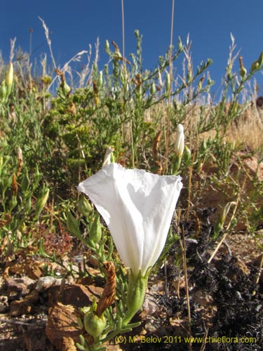 Imágen de Nolana sp. #2269 var white (). Haga un clic para aumentar parte de imágen.