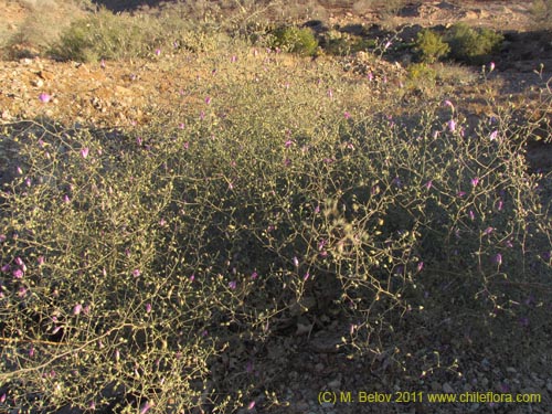 Imágen de Cristaria sp. #3095 (). Haga un clic para aumentar parte de imágen.