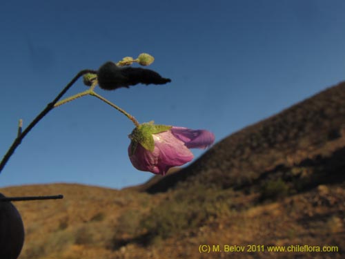 Imágen de Cristaria sp. #3095 (). Haga un clic para aumentar parte de imágen.