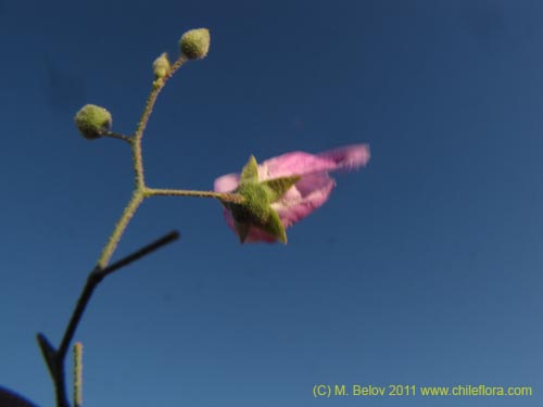 Bild von Cristaria sp. #3095 (). Klicken Sie, um den Ausschnitt zu vergrössern.