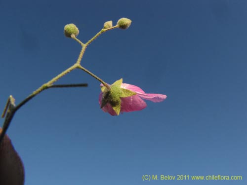 Imágen de Cristaria sp. #3095 (). Haga un clic para aumentar parte de imágen.