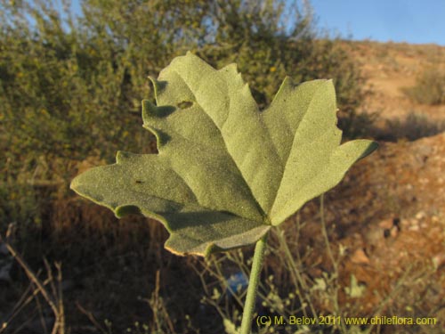 Image of Cristaria sp. #3095 (). Click to enlarge parts of image.