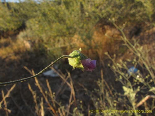 Image of Cristaria sp. #3095 (). Click to enlarge parts of image.