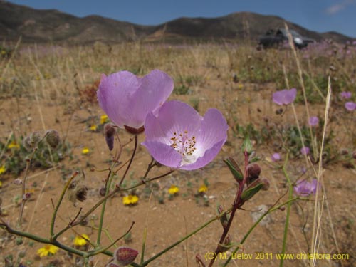 Imágen de Cristaria sp. #2355 (). Haga un clic para aumentar parte de imágen.