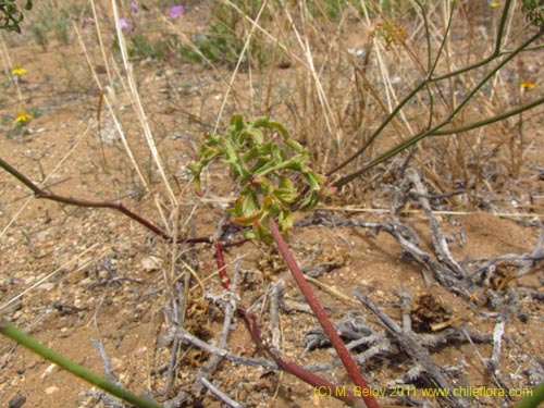 Bild von Cristaria sp. #2355 (). Klicken Sie, um den Ausschnitt zu vergrössern.