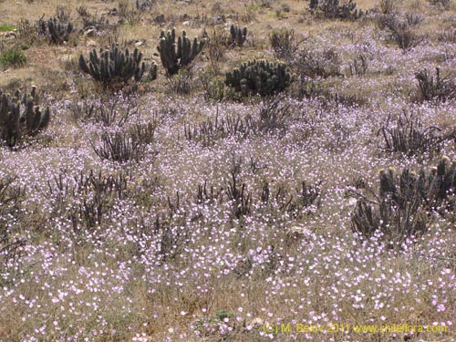 Imágen de Cristaria sp. #2355 (). Haga un clic para aumentar parte de imágen.