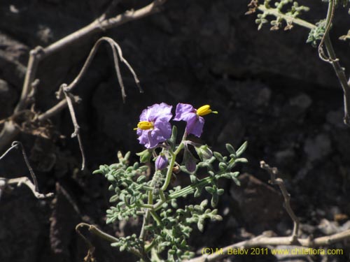 Bild von Solanum sp. #2298 (). Klicken Sie, um den Ausschnitt zu vergrössern.