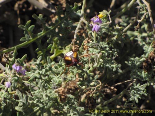 Bild von Solanum sp. #2298 (). Klicken Sie, um den Ausschnitt zu vergrössern.