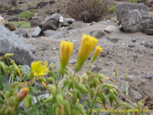 Oxalis sp. #3162の写真