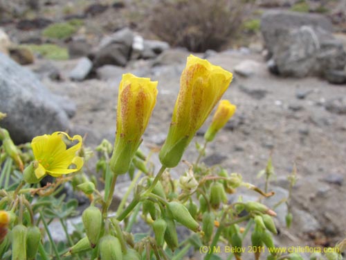 Oxalis sp. #3162の写真