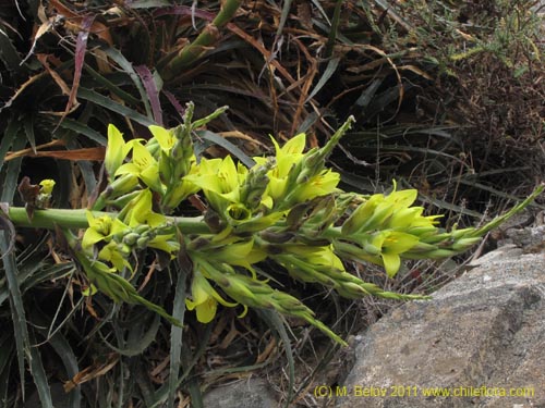 Фотография Puya boliviensis (). Щелкните, чтобы увеличить вырез.