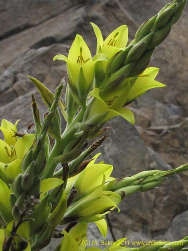 Imágen de Puya boliviensis (). Haga un clic para aumentar parte de imágen.