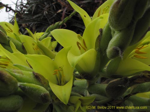 Imágen de Puya boliviensis (). Haga un clic para aumentar parte de imágen.