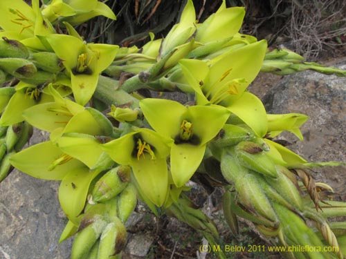 Bild von Puya boliviensis (). Klicken Sie, um den Ausschnitt zu vergrössern.