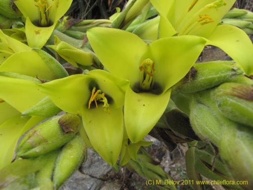 Bild von Puya boliviensis (). Klicken Sie, um den Ausschnitt zu vergrössern.