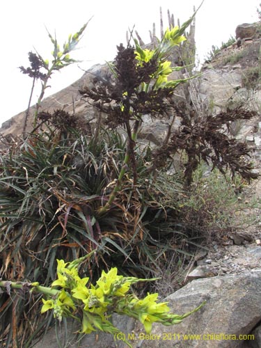 Bild von Puya boliviensis (). Klicken Sie, um den Ausschnitt zu vergrössern.