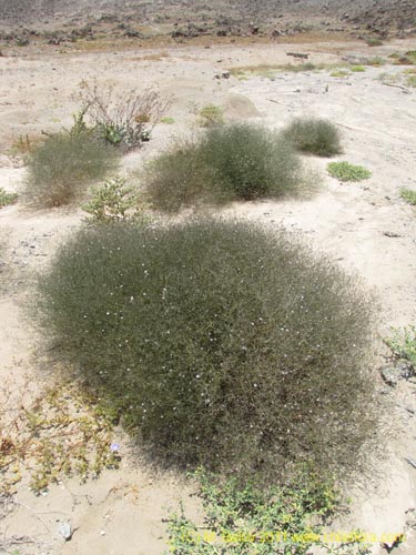 Bild von Reyesia chilensis (). Klicken Sie, um den Ausschnitt zu vergrössern.