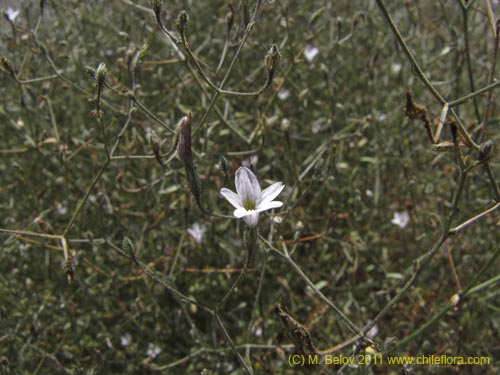 Image of Reyesia chilensis (). Click to enlarge parts of image.