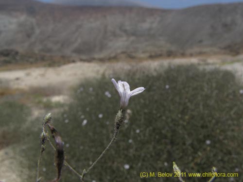 Image of Reyesia chilensis (). Click to enlarge parts of image.