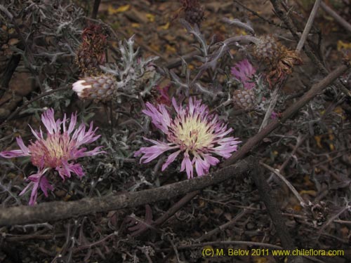 Фотография Centaurea atacamensis (). Щелкните, чтобы увеличить вырез.