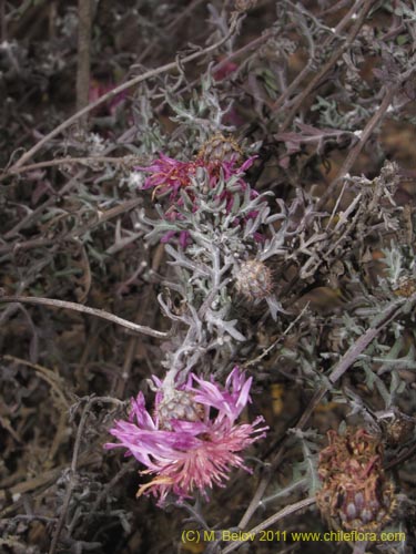 Bild von Centaurea atacamensis (). Klicken Sie, um den Ausschnitt zu vergrössern.