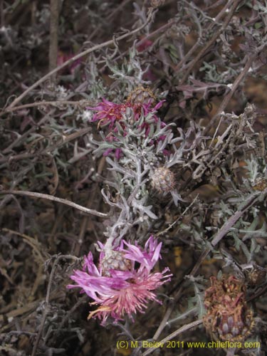 Centaurea atacamensisの写真