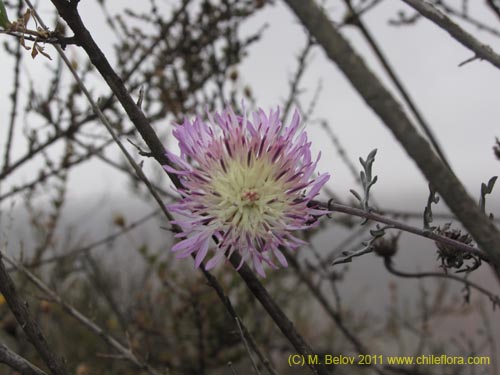 Bild von Centaurea atacamensis (). Klicken Sie, um den Ausschnitt zu vergrössern.