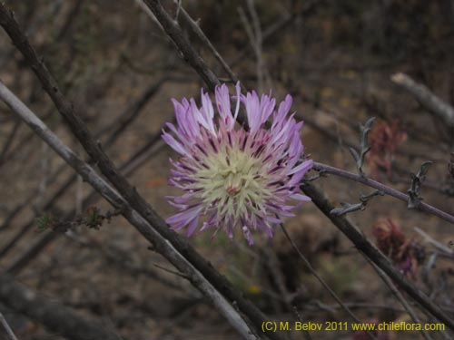 Bild von Centaurea atacamensis (). Klicken Sie, um den Ausschnitt zu vergrössern.