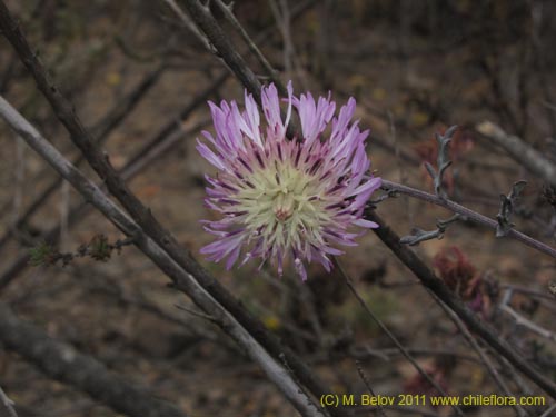 Centaurea atacamensis的照片