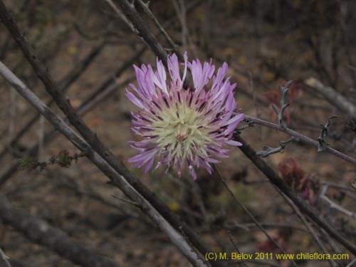 Bild von Centaurea atacamensis (). Klicken Sie, um den Ausschnitt zu vergrössern.