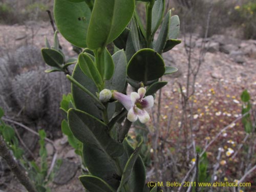 Bild von Monttea chilensis var. taltalensis (). Klicken Sie, um den Ausschnitt zu vergrössern.