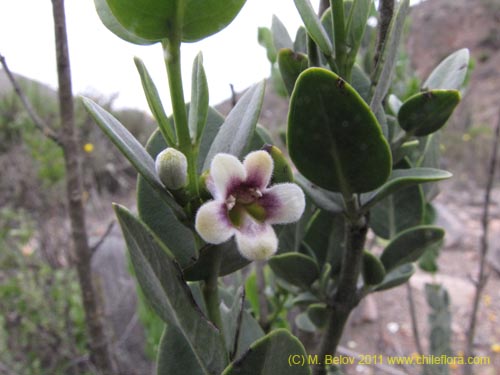 Monttea chilensis var. taltalensis의 사진