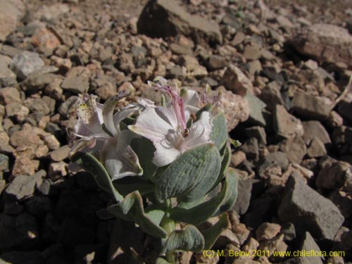 Imágen de Alstroemeria andina (). Haga un clic para aumentar parte de imágen.