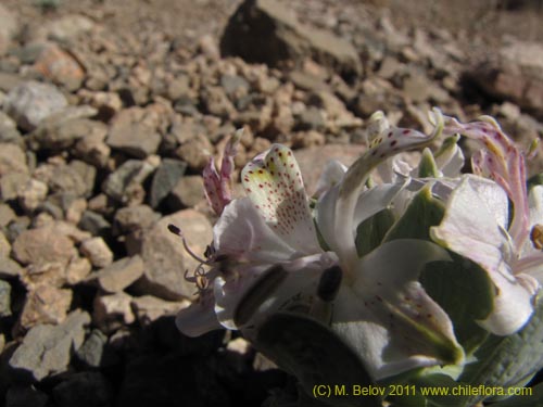 Image of Alstroemeria andina (). Click to enlarge parts of image.