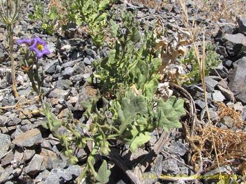 Solanum sp. #2274의 사진