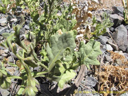 Image of Solanum sp. #2274 (). Click to enlarge parts of image.