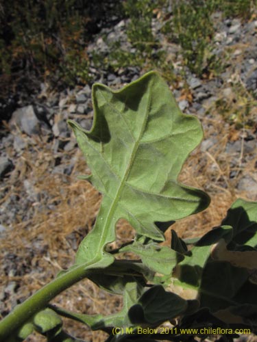 Solanum sp. #2274의 사진