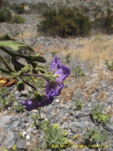 Bild von Solanum sp. #2274 (). Klicken Sie, um den Ausschnitt zu vergrössern.