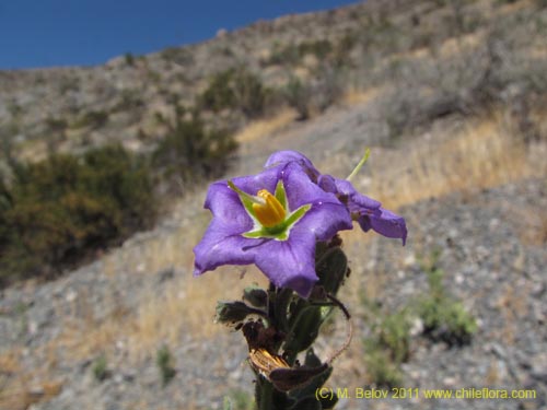 Фотография Solanum sp. #2274 (). Щелкните, чтобы увеличить вырез.