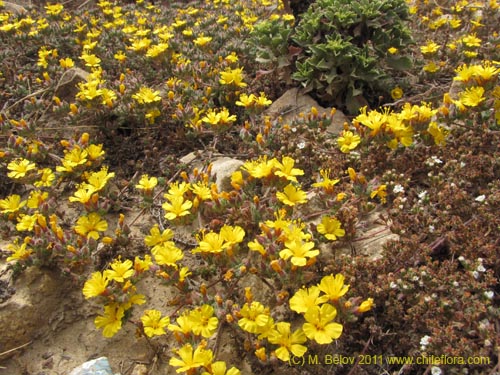 Polygonaceae sp. #2194의 사진