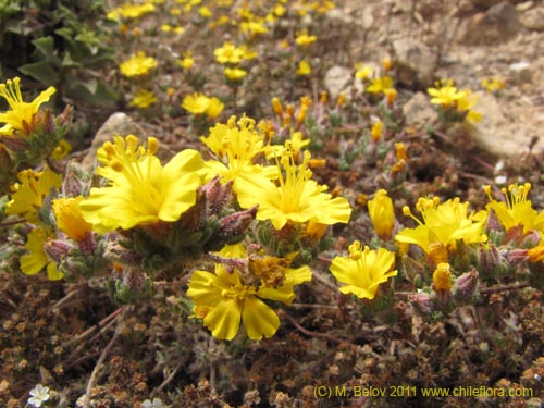 Imágen de Polygonaceae sp. #2194 (). Haga un clic para aumentar parte de imágen.