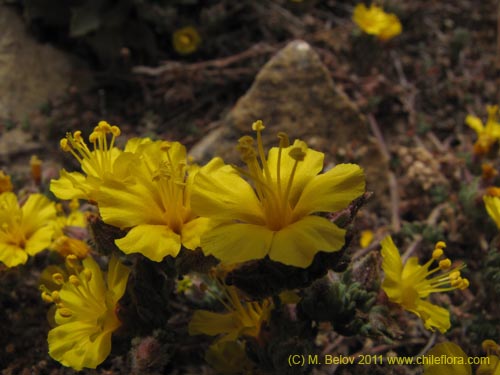 Imágen de Polygonaceae sp. #2194 (). Haga un clic para aumentar parte de imágen.