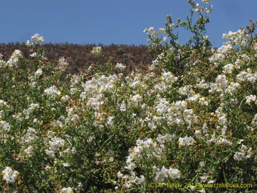 Фотография Solanum maritimum (). Щелкните, чтобы увеличить вырез.