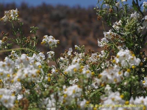 Solanum maritimumの写真