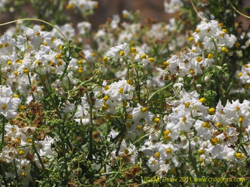 Solanum maritimum的照片